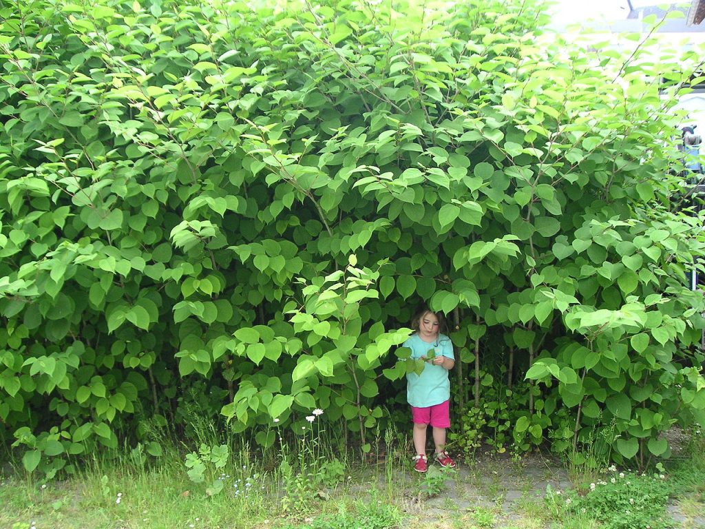 Japanese knotweed