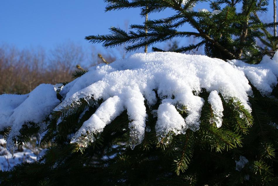 Winter spruce