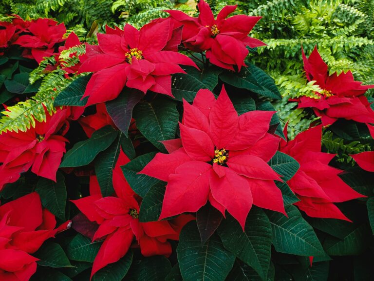 Poinsettia with red flowers and green leaves