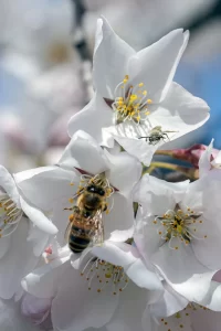 a bee is sitting on a white flower