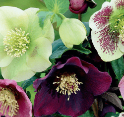 Helleborus orientalis