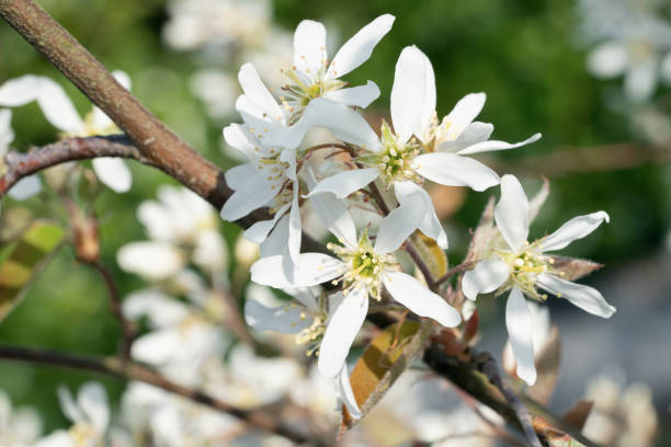 Amelanchier flowers